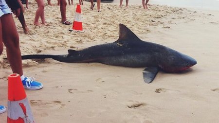 Bull Shark - Beached - South Africa Coast - 2014
