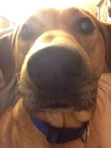 Ozzy - My Pup - Close-Up - January - 2014