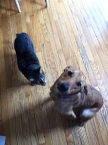 Ozzy - Toby - together - July - 2013 - #1